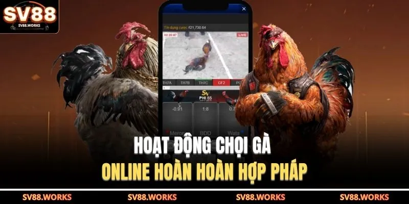 Hoạt động chọi gà online hoàn hoàn hợp pháp