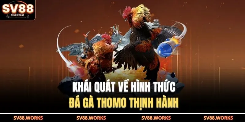 Đá Gà Thomo Ở SV88 - Tận Hưởng Trọn Vẹn Giây Phút Kịch Tính 2 Khái quát về hình thức đá gà Thomo thịnh hành