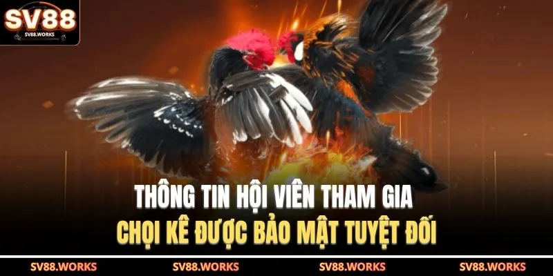 Thông tin hội viên tham gia chọi kê được bảo mật tuyệt đối